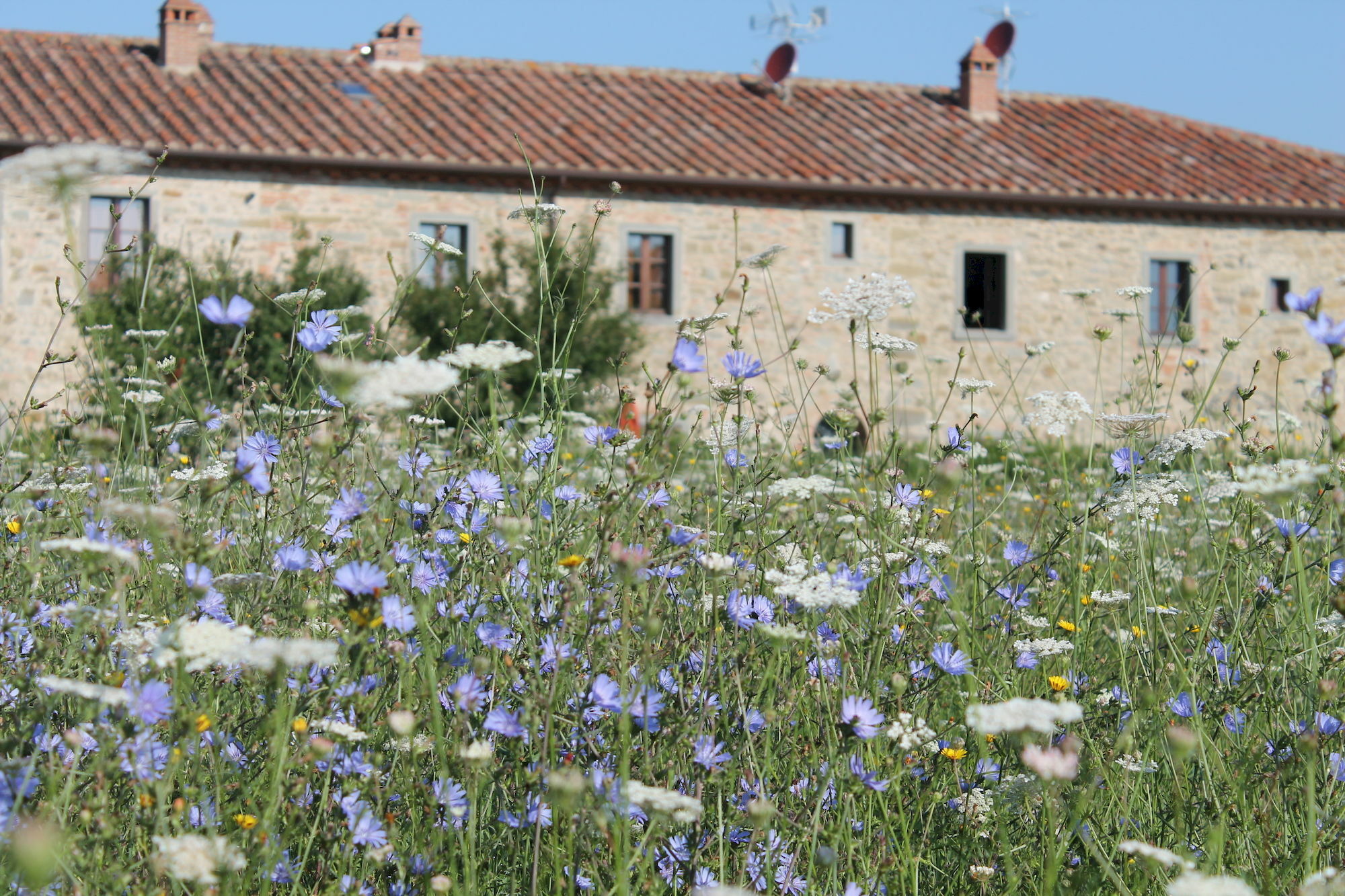 Il Grifone A Cortona Residence 外观 照片